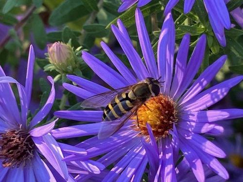 Unknown species found near Nature Center, Blendon Woods Metro Park, Columbus, OH, USA