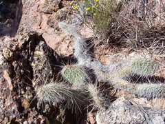 Opuntia polyacantha polyacantha