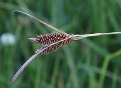 Carex clavata