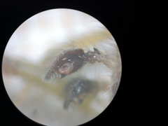 Agelena labyrinthica