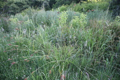 Carex clavata
