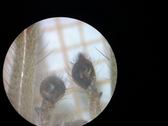 Agelena labyrinthica