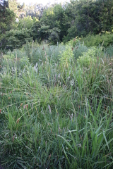 Carex clavata