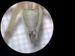 Agelena labyrinthica