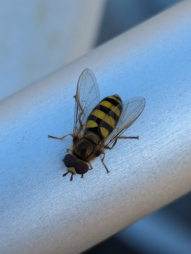 Unknown species found near Spring Green, WI, USA