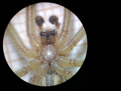 Agelena labyrinthica