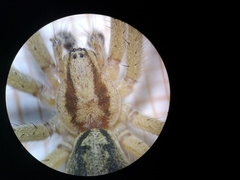 Agelena labyrinthica