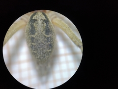 Agelena labyrinthica