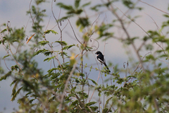 Pericrocotus erythropygius