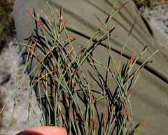 Anthochortus singularis