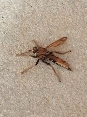 Asilus crabroniformis
