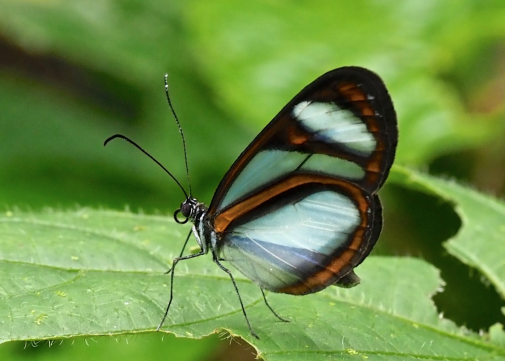 Oleria quintina