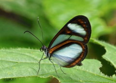 Oleria quintina