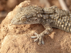 Tarentola mauritanica juliae