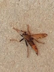 Asilus crabroniformis
