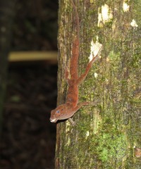 Anolis gundlachi