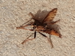 Asilus crabroniformis