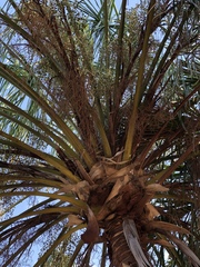 Livistona decora