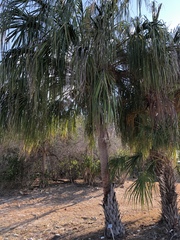 Livistona decora