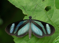 Oleria quintina