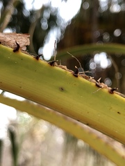Livistona decora