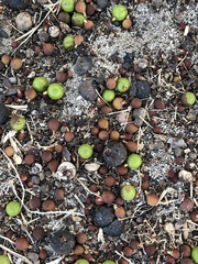 Livistona decora