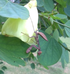 Hierodula tenuidentata