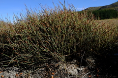 Anthochortus singularis