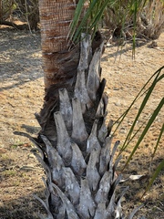 Livistona decora