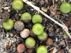 Livistona decora