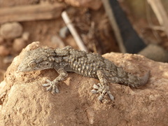 Tarentola mauritanica juliae