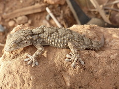Tarentola mauritanica juliae