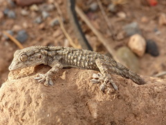 Tarentola mauritanica juliae