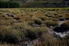 Anthochortus singularis