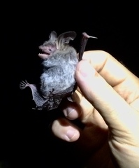 Myotis bechsteinii