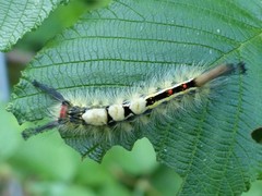 Orgyia leucostigma intermedia