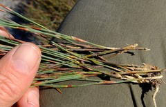 Anthochortus singularis