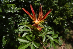 Adansonia madagascariensis
