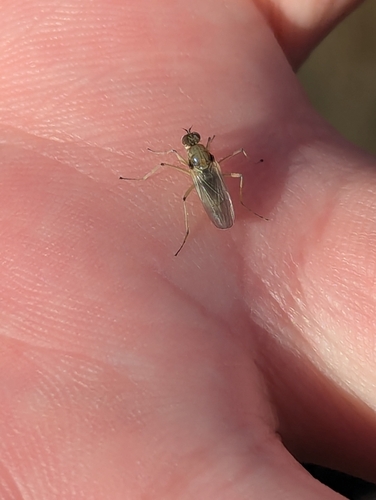 Unknown species found near Arena, WI 53503, USA