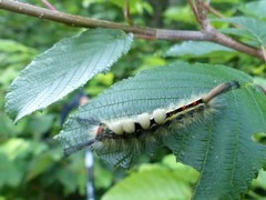 Orgyia leucostigma intermedia