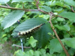 Orgyia leucostigma intermedia