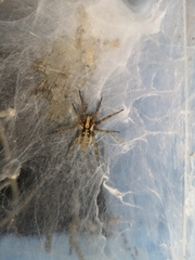 Agelena labyrinthica