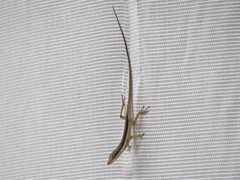 Anolis pulchellus