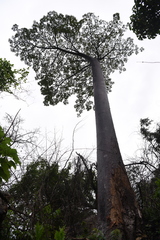 Adansonia suarezensis