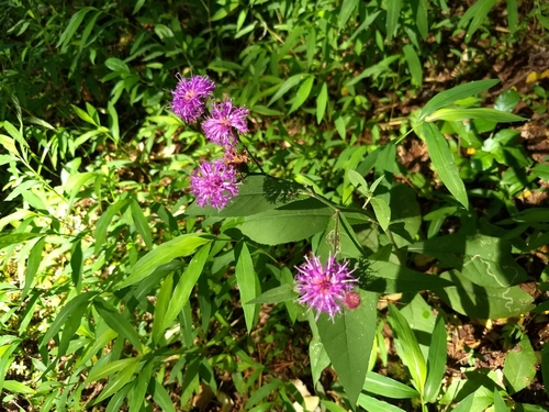 Broadleaf Ironweed (Vernonia glauca)