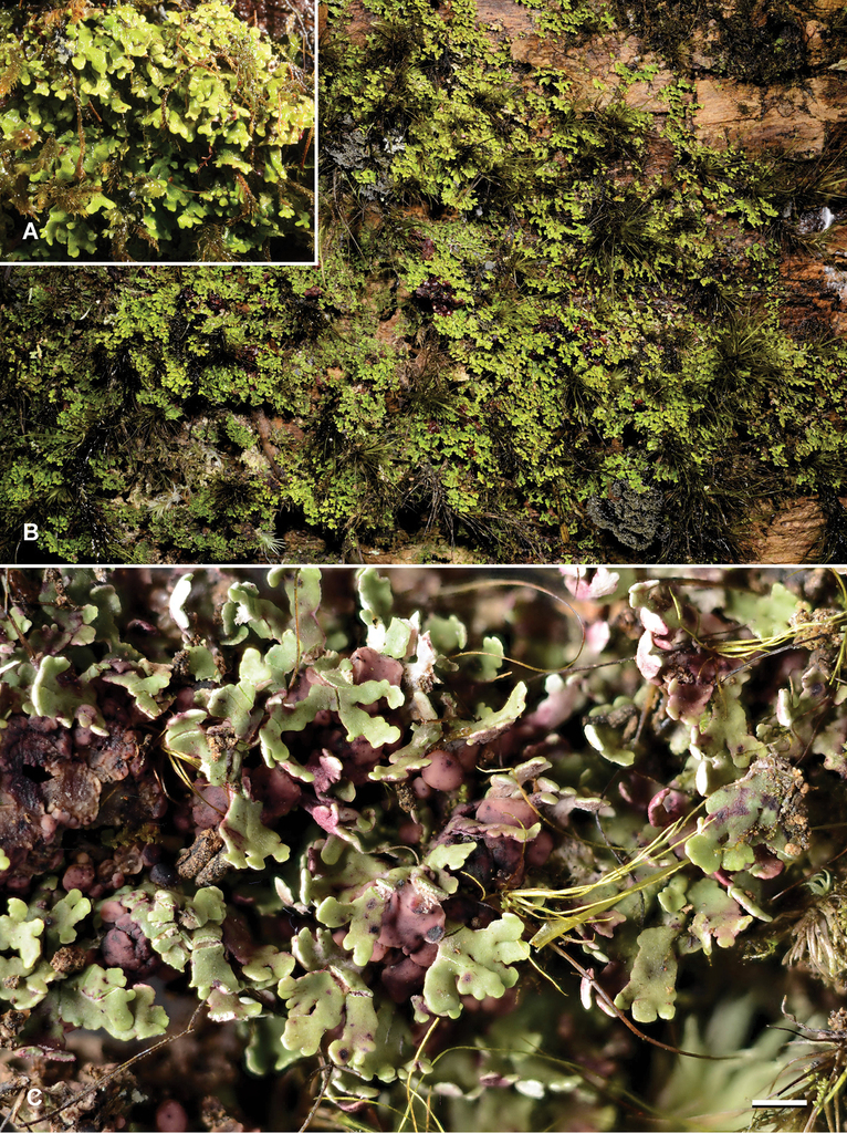 Krogia macrophylla