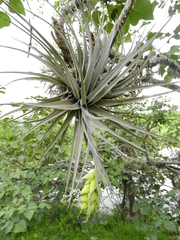 Tillandsia pohliana