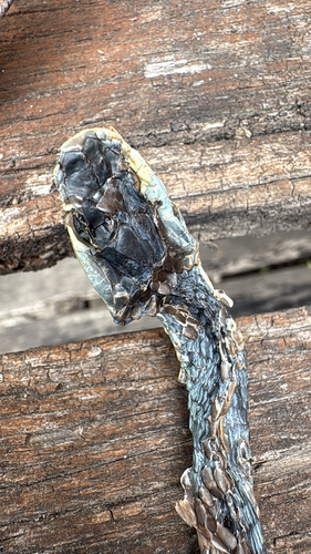 Common Tree Snake sighting