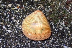 Acrosterigma burchardi