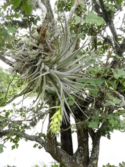 Tillandsia pohliana